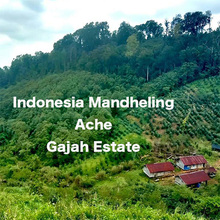 Mandheling Ache Gajah Estate